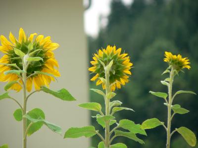 sonnenblumen abgewandt